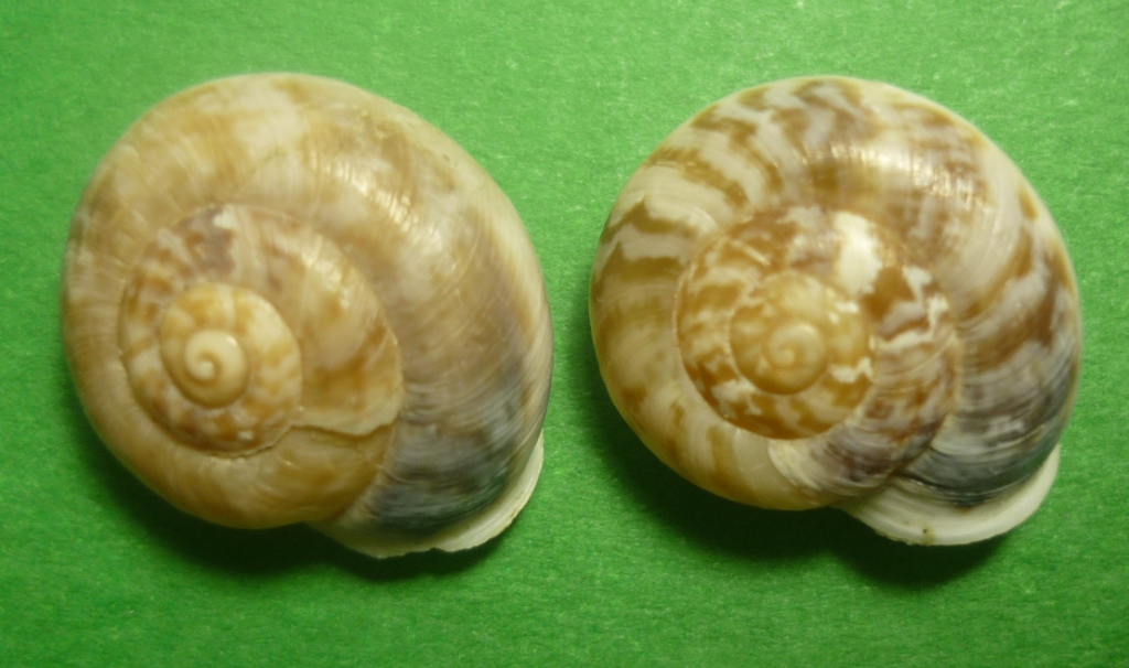 Marmorana muralis